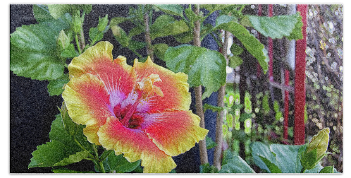 Hibiscus Beach Sheet featuring the photograph Hibiscus bloom by the red trellis by Debra Baldwin