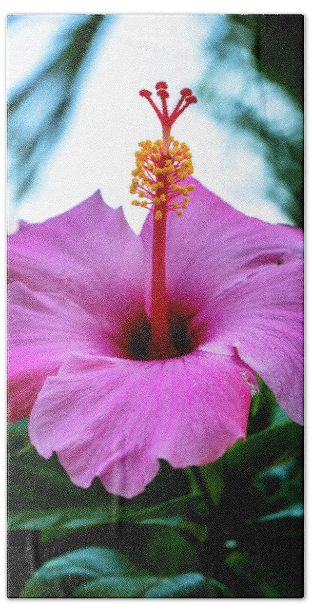 North Port Florida Beach Sheet featuring the photograph Hibiscus by Tom Singleton