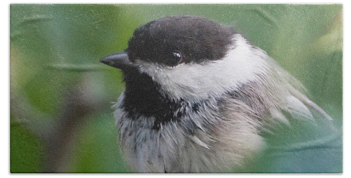 Black Capped Chickadee Beach Sheet featuring the photograph Hiding by Bon and Jim Fillpot