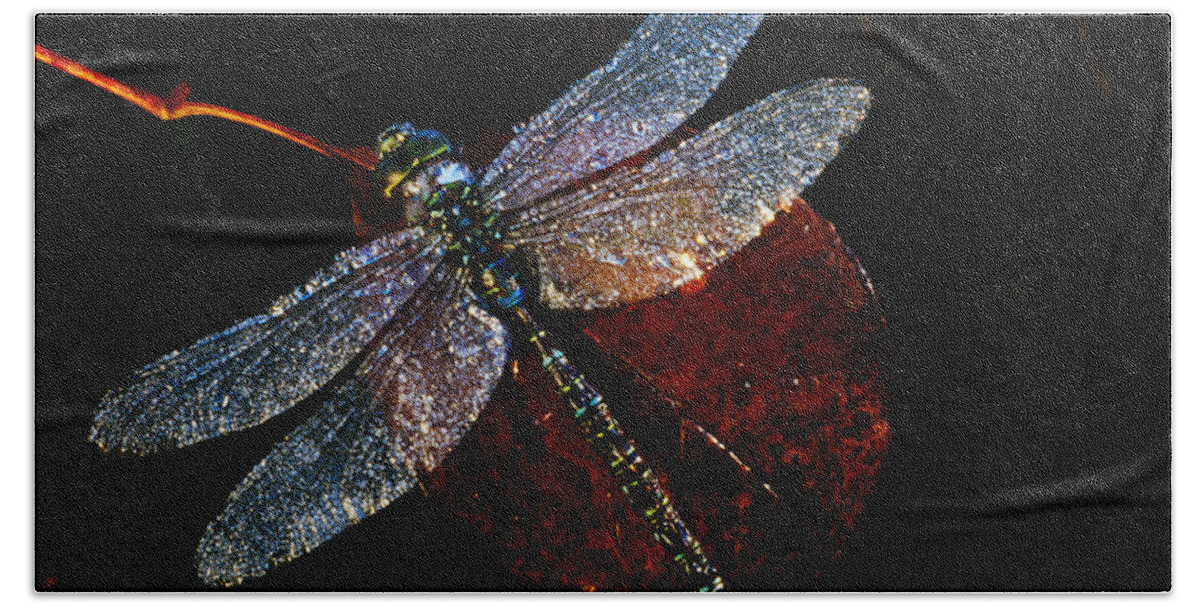 Photography Beach Towel featuring the photograph High Angle View Of Blue Darner by Panoramic Images