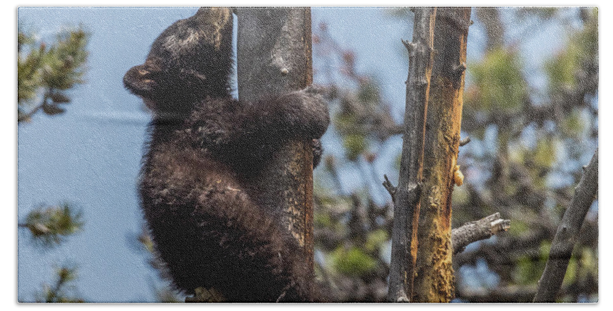 Black Bear Beach Towel featuring the photograph Holding On by Yeates Photography
