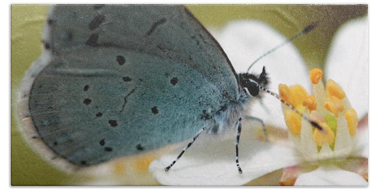 Holly Blue Butterfly Imago Beach Towel featuring the photograph Holly Blue Butterfly by Ian Sanders