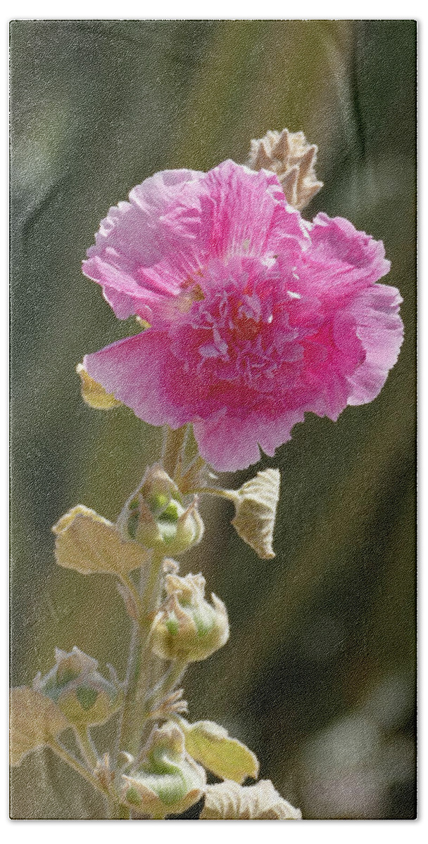 Nature Beach Towel featuring the photograph Hollyhock by Laurel Powell