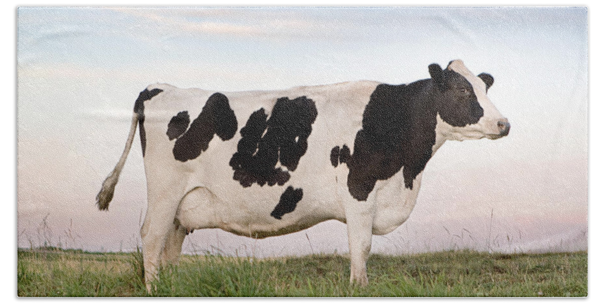 Cattle Beach Towel featuring the photograph Holstein Dairy Cow by Cindy Singleton