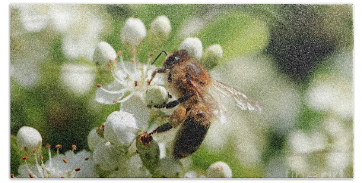 Honey Bee Feeds On The Nectar Honey Bee Onwhite Flowers Pollen Beach Towel featuring the photograph Honey bee on white flowers by Julia Gavin