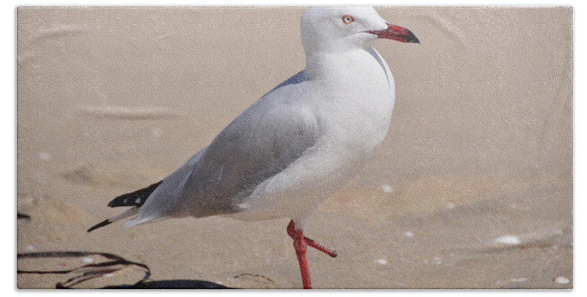 Photo Beach Towel featuring the photograph Hop-Along Seagull by Csilla Florida