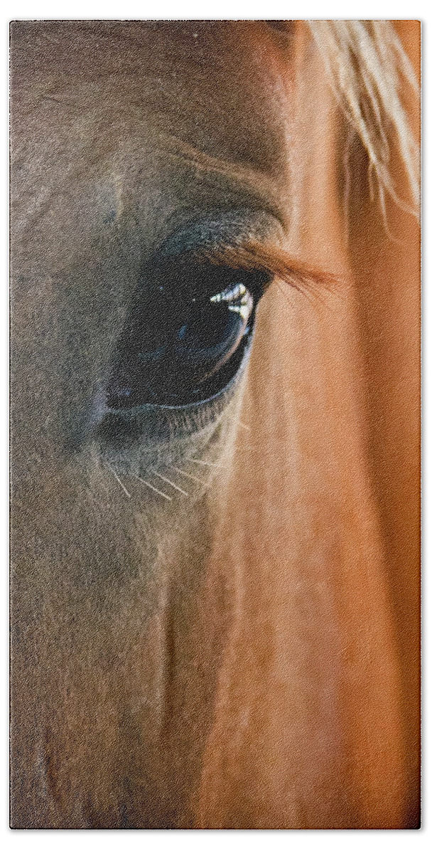3scape Photos Beach Sheet featuring the photograph Horse Eye by Adam Romanowicz