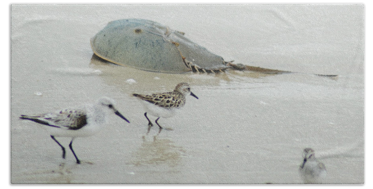 Sand Beach Towel featuring the photograph Horseshoe Crab with Migrating Shorebirds by Richard Bryce and Family