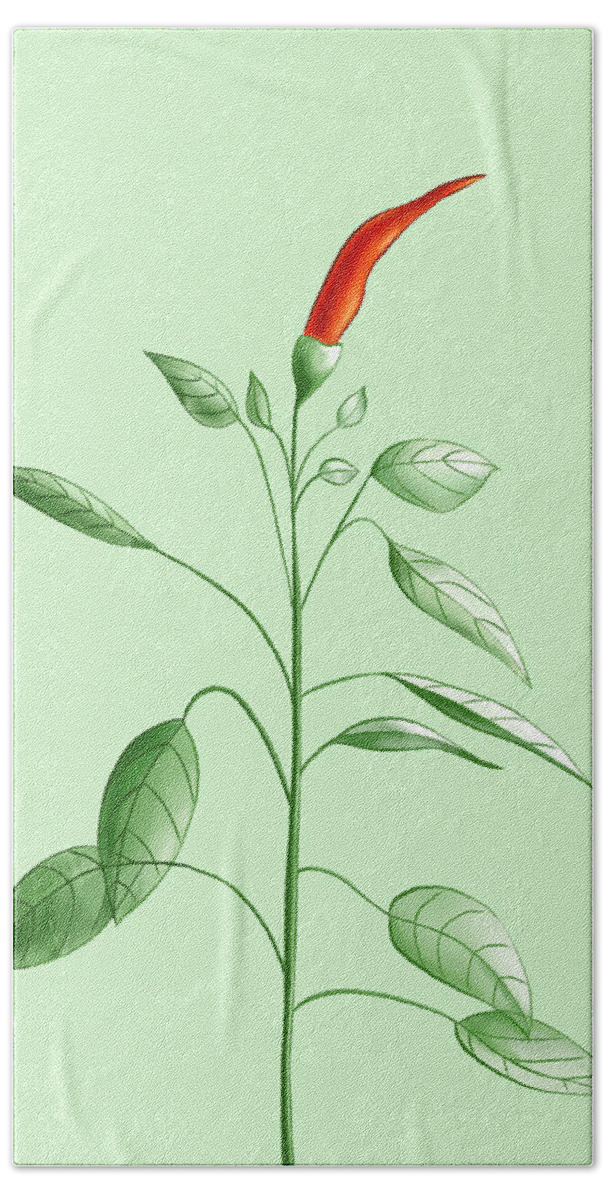 Chili Beach Towel featuring the digital art Hot Chili Pepper Plant Botanical Illustration by Boriana Giormova