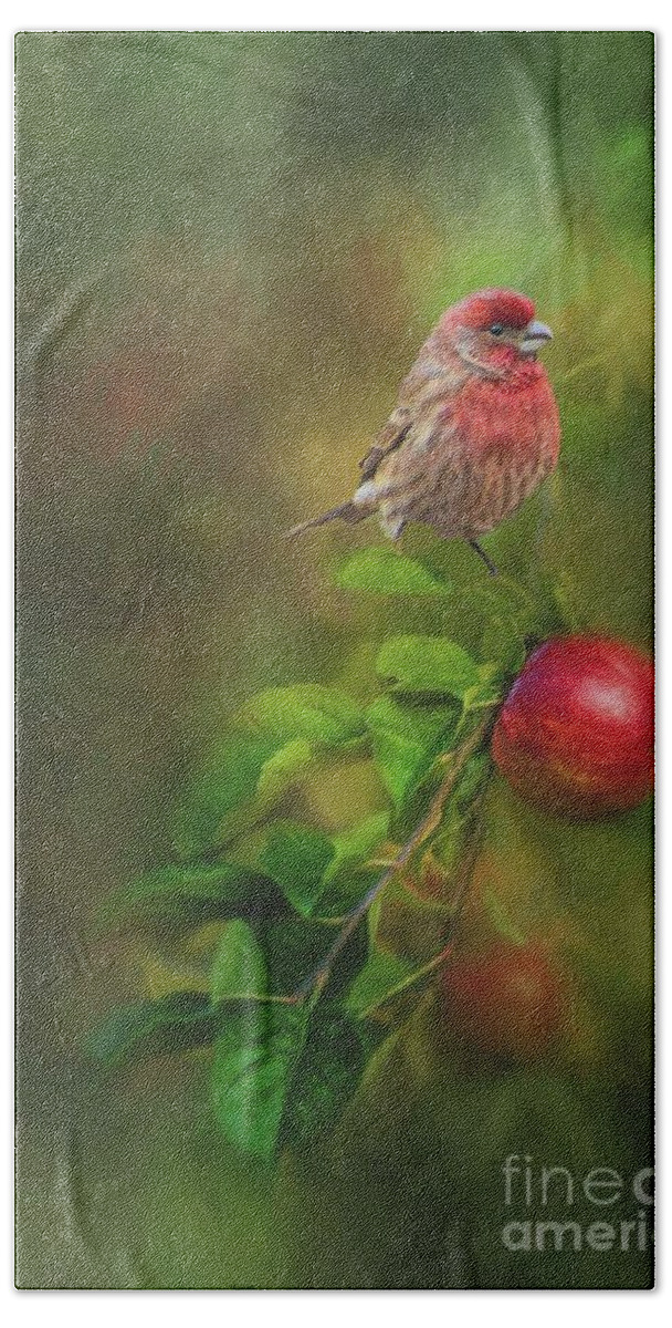 House Finch Beach Towel featuring the photograph House Finch on Apple Branch by Janette Boyd