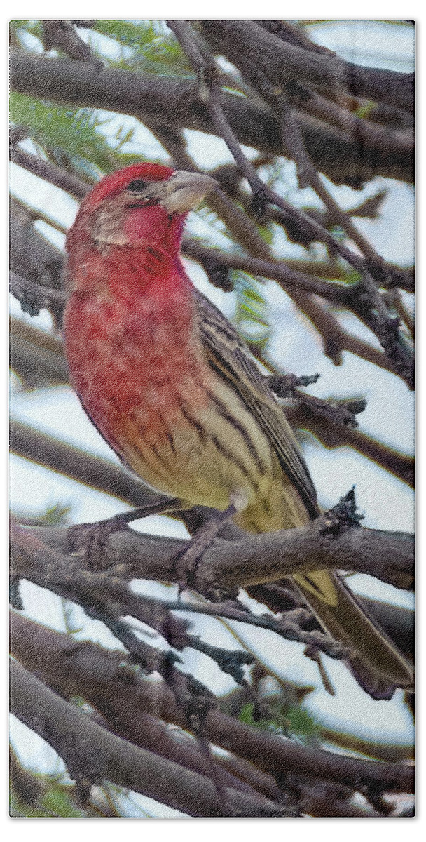 House Beach Towel featuring the photograph House Finch v1809 by Mark Myhaver