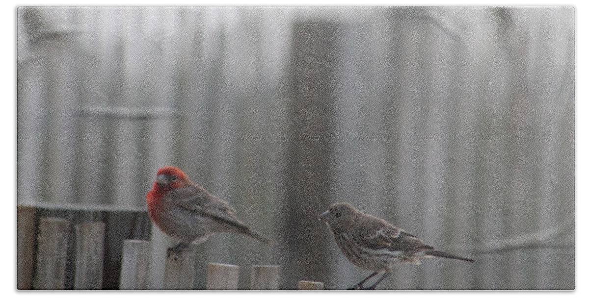 Ornithology Beach Towel featuring the photograph House Finches On The Fence by Robert Banach