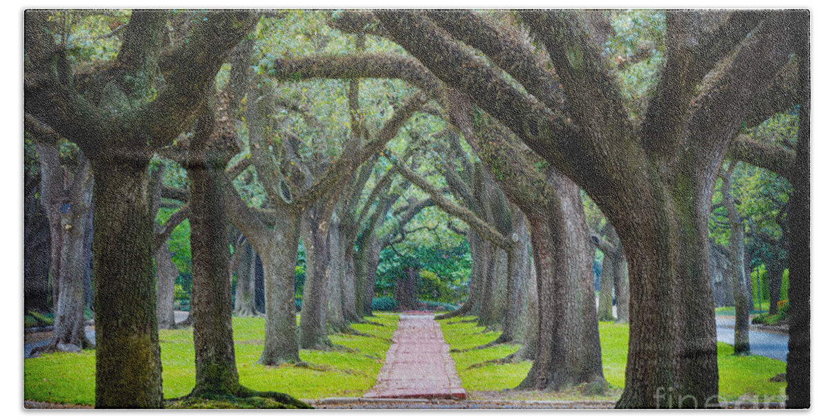 America Beach Towel featuring the photograph Houston Trees by Inge Johnsson