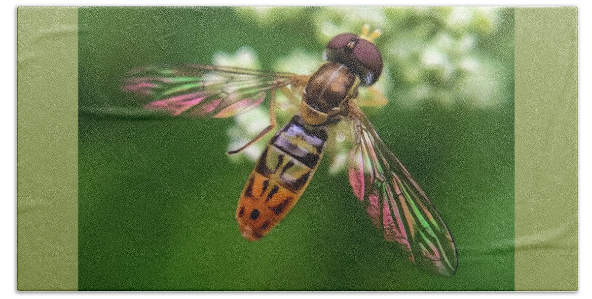 Hover Fly Beach Towel featuring the photograph Hover Fly by Terri Hart-Ellis