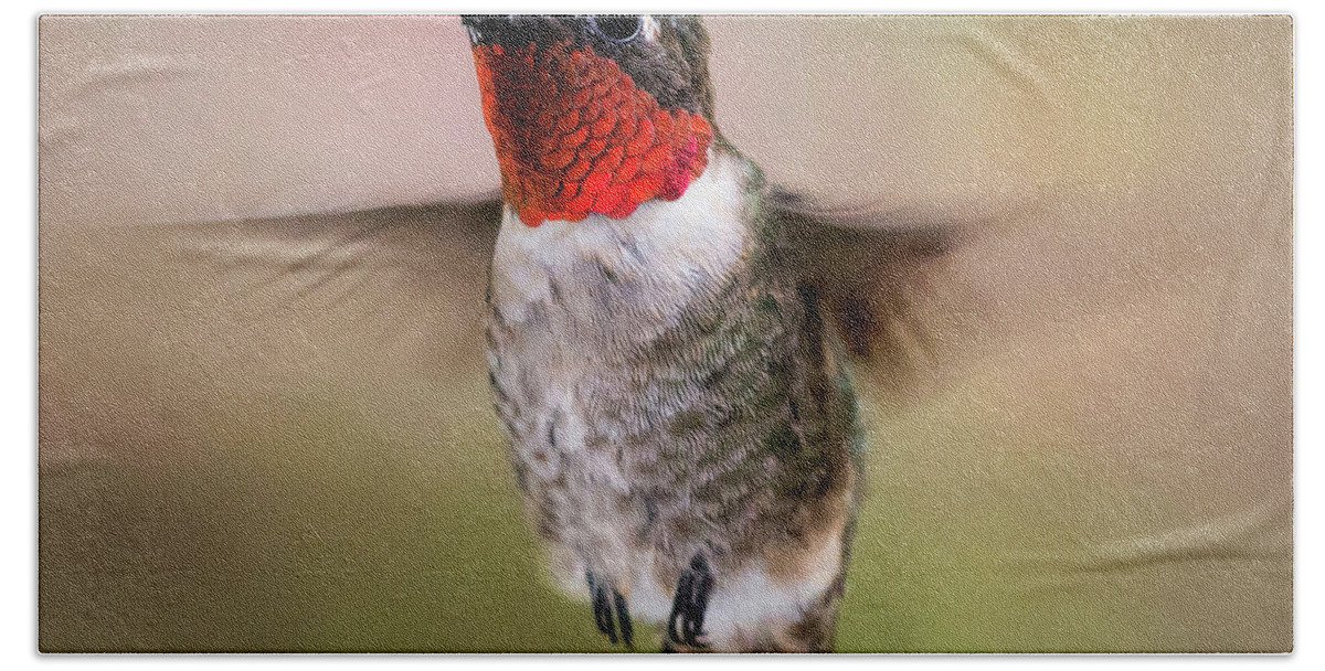 Hummingbird Beach Towel featuring the photograph Hovering I by Richard Macquade