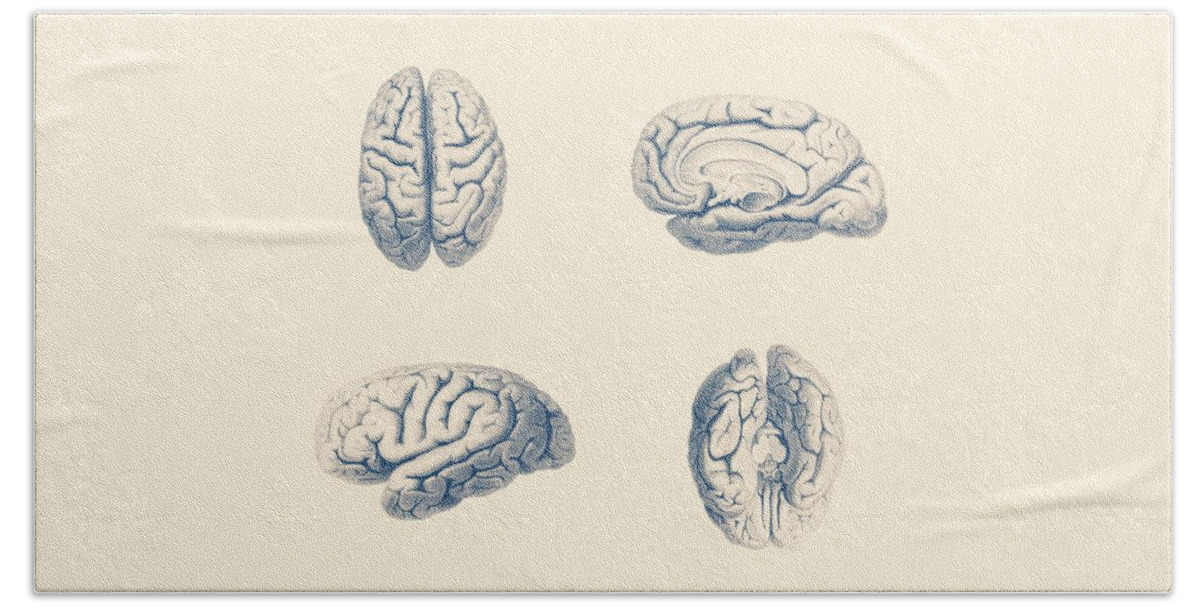 Human Brain Beach Towel featuring the mixed media Human Brain Anatomy - Simple Multi-View by Vintage Anatomy Prints