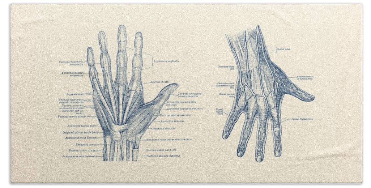 Hand Anatomy Beach Towel featuring the drawing Human Hand Anatomy - Dual View - Vintage Diagram by Vintage Anatomy Prints