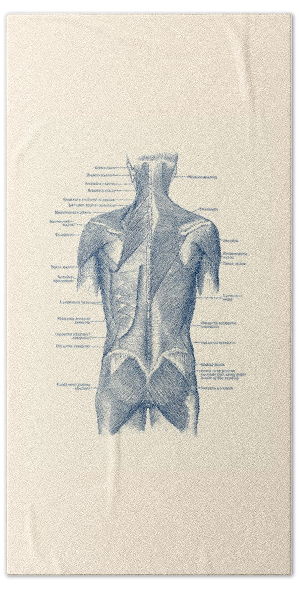 Glutes Beach Towel featuring the drawing Human Muscular System - Back and Glutes by Vintage Anatomy Prints