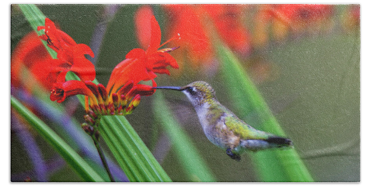 Hummingbird Beach Towel featuring the photograph Hummer Lunch by Dale R Carlson