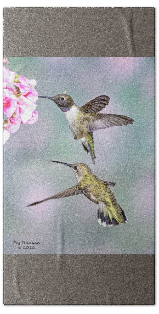Male Black Chinned Hummingbird Beach Towel featuring the photograph Hummers by Peg Runyan