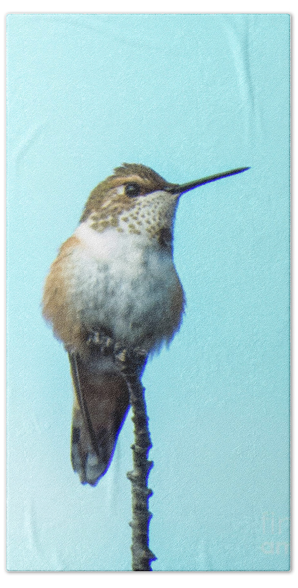 Hummingbird Beach Towel featuring the photograph Hummingbird 8 by Christy Garavetto