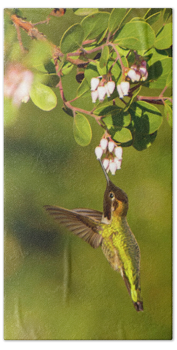 Bird Beach Towel featuring the photograph Hummingbird and Manzanita blossom by Paul Johnson