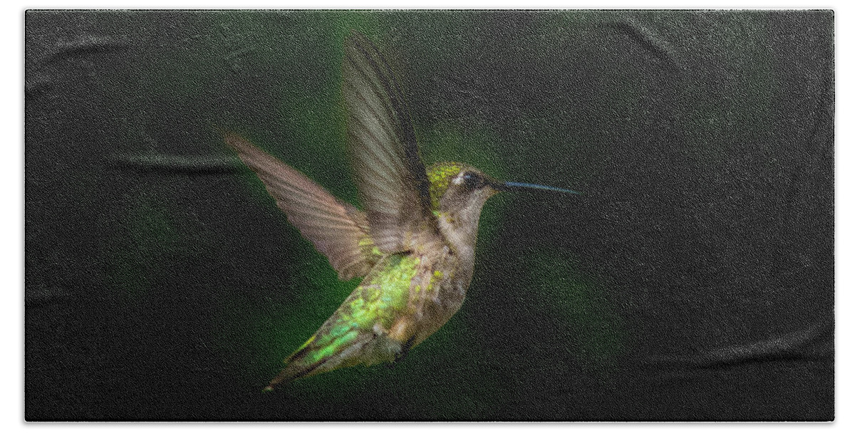 Young Ruby Throated Hummingbird Beach Towel featuring the photograph Young Ruby Throated Hummingbird by Kenneth Cole