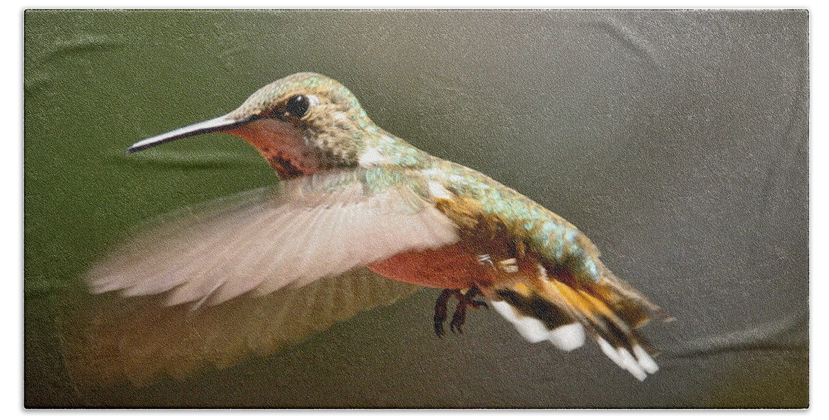 Hummingbird Beach Sheet featuring the photograph Hummingbird facing left by Albert Seger
