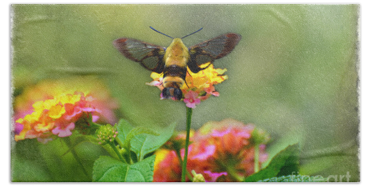 Moth Beach Towel featuring the photograph Hummingbird Moth 1 by Debbie Portwood
