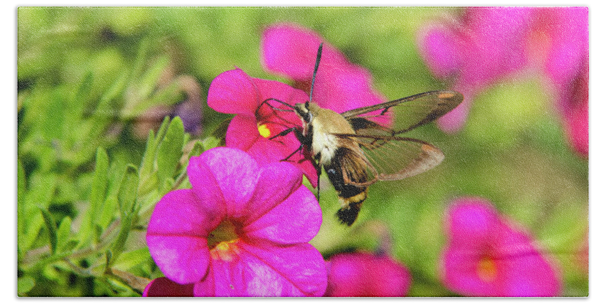 Hummingbird Moth Beach Sheet featuring the photograph Hummingbird Moth by Christina Rollo