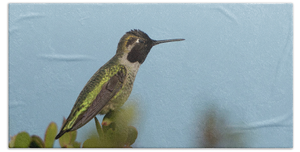 Bird Beach Sheet featuring the photograph Hummingbird on Watch by Paul Johnson