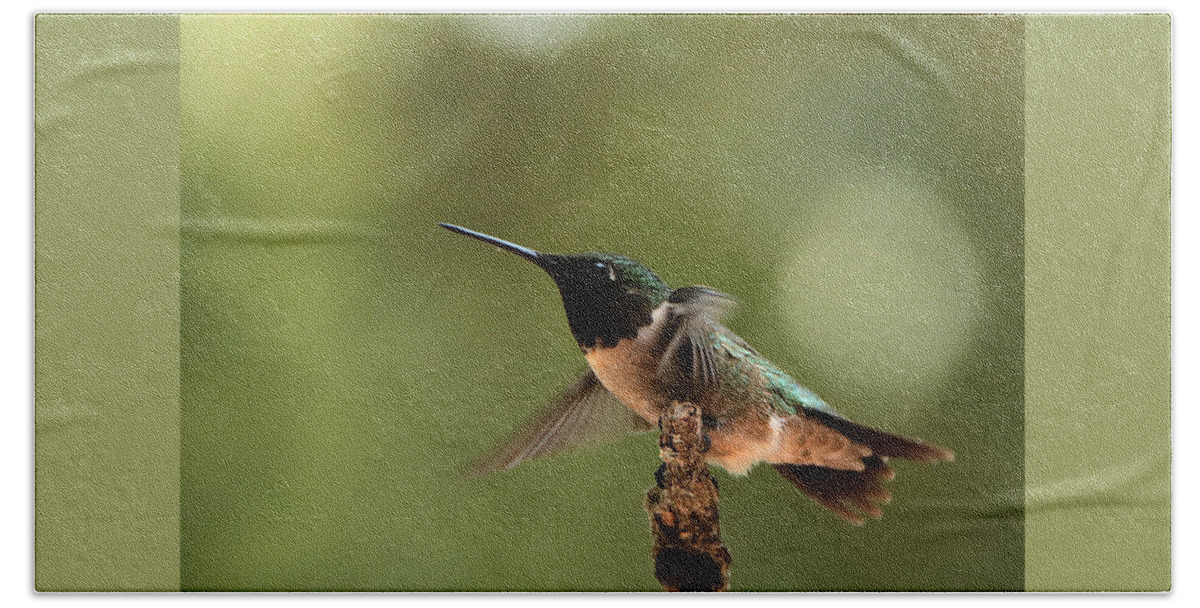 Nature Beach Sheet featuring the photograph Hummingbird Take-Off by Sheila Brown