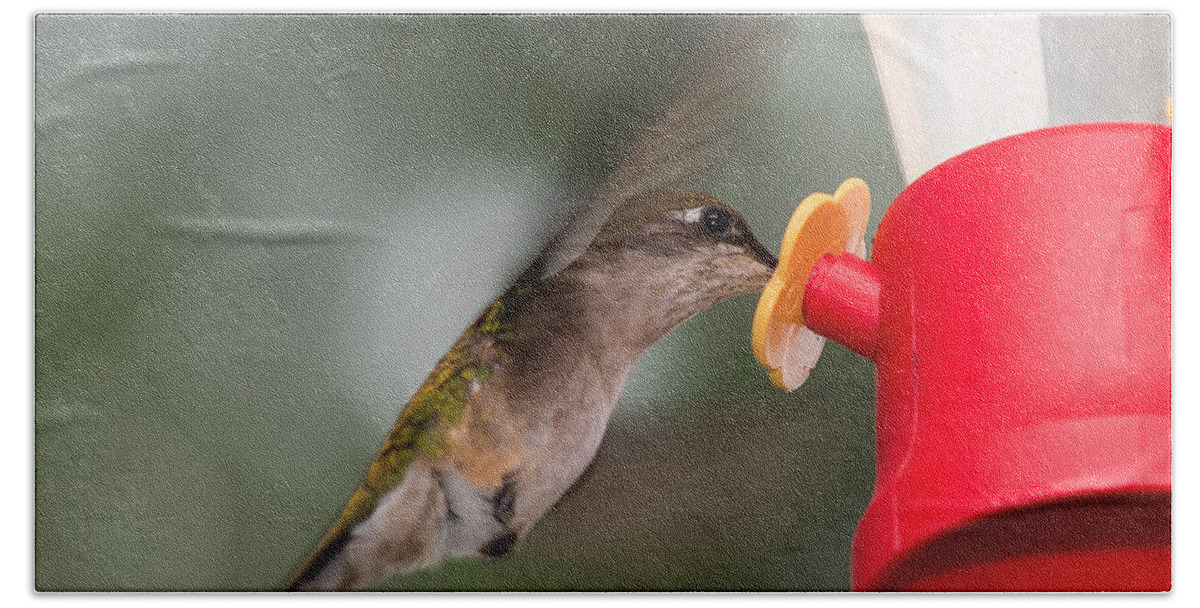 Hummingbird Beach Towel featuring the photograph Hummingbird Takes A Long Drink by Holden The Moment