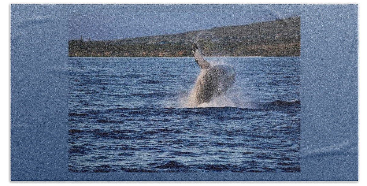 Humpback Whale Beach Towel featuring the photograph Humpback Calf by Carolyn Mickulas