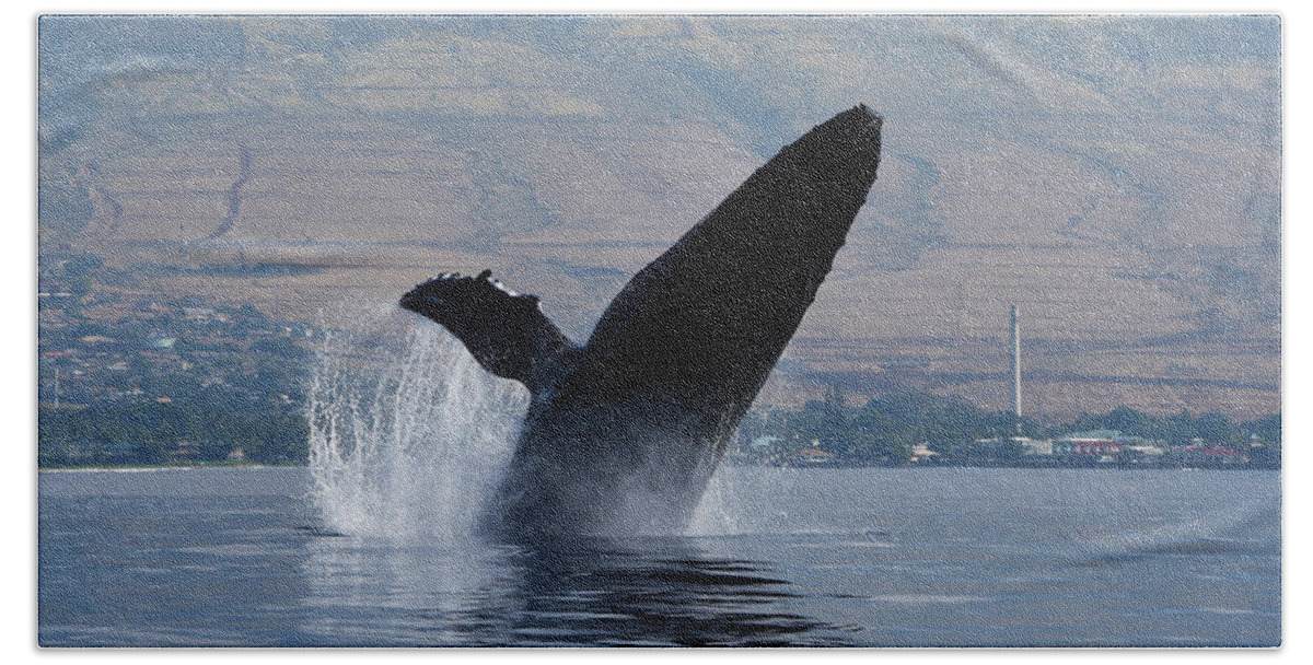 Humpback Beach Sheet featuring the photograph Humpback Whale Breach by Jennifer Ancker