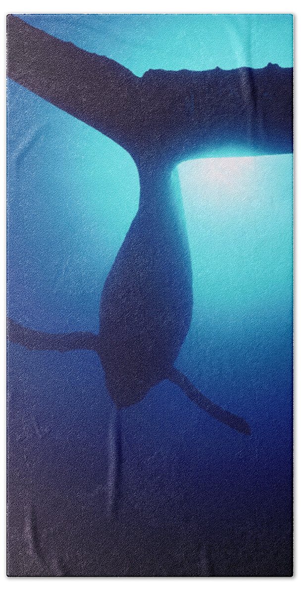 Mp Beach Sheet featuring the photograph Humpback Whale Megaptera Novaeangliae by Flip Nicklin