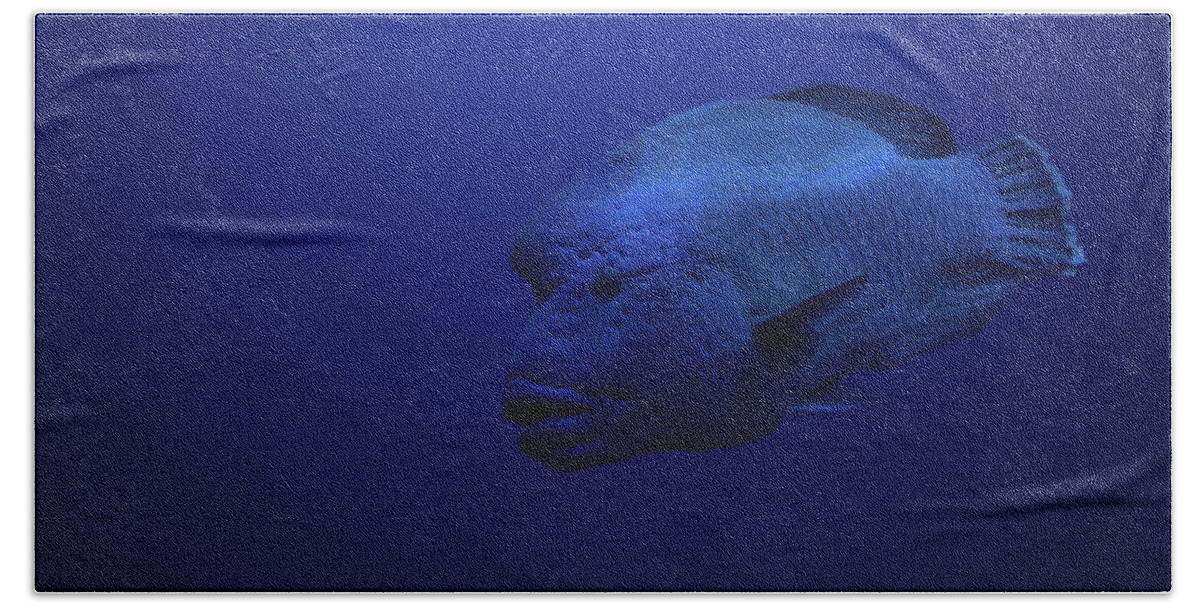 Humphead Wrasse Beach Sheet featuring the photograph Humphead by Andrea Silies