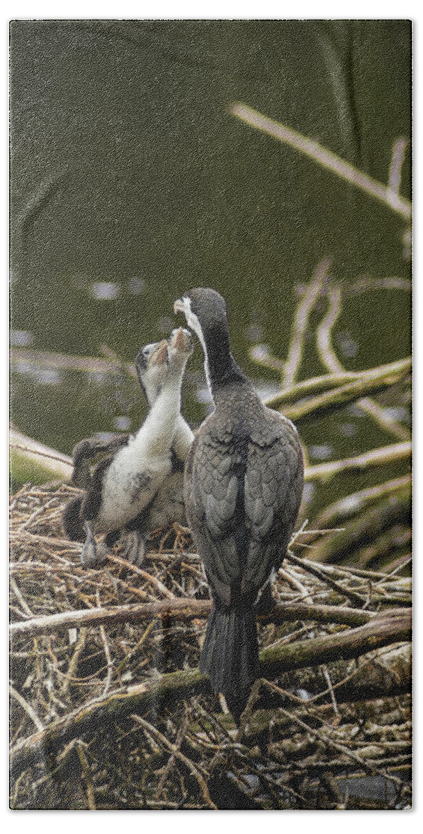 Pied Shag Beach Sheet featuring the photograph Hungry Pied Shag Chicks by Racheal Christian