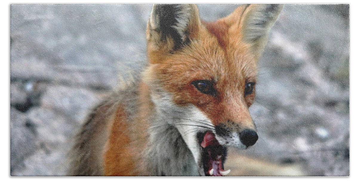 Fox Beach Sheet featuring the photograph Hungry Red Fox Portrait by Debbie Oppermann
