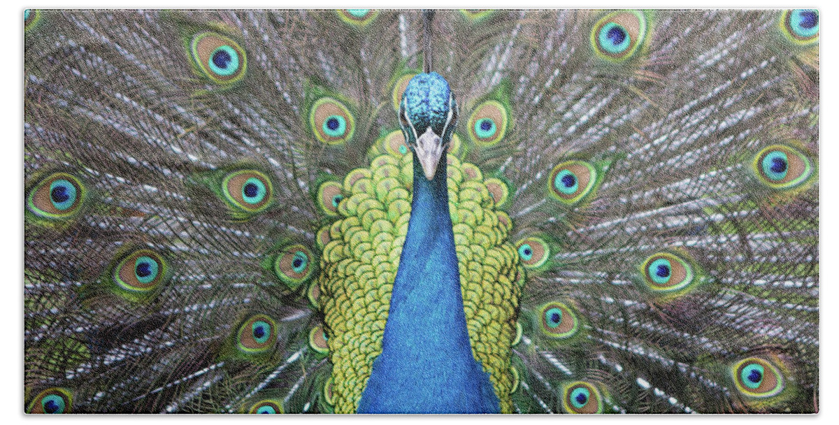 Peacock Beach Towel featuring the photograph Hypnotic by Eilish Palmer