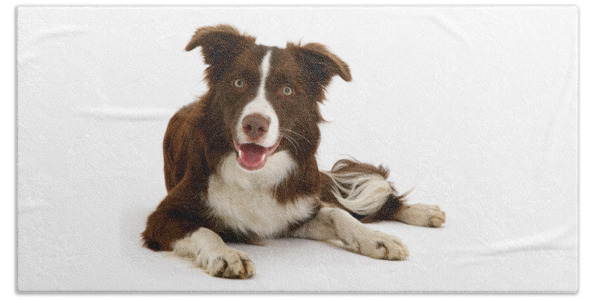 Border Collie Beach Towel featuring the photograph I can Wait all Day for You by Warren Photographic