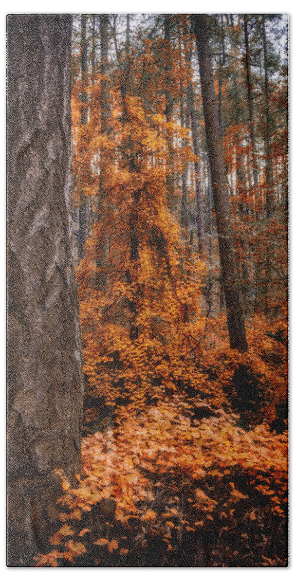 Fall Colors Beach Towel featuring the photograph I Love Fall by Saija Lehtonen