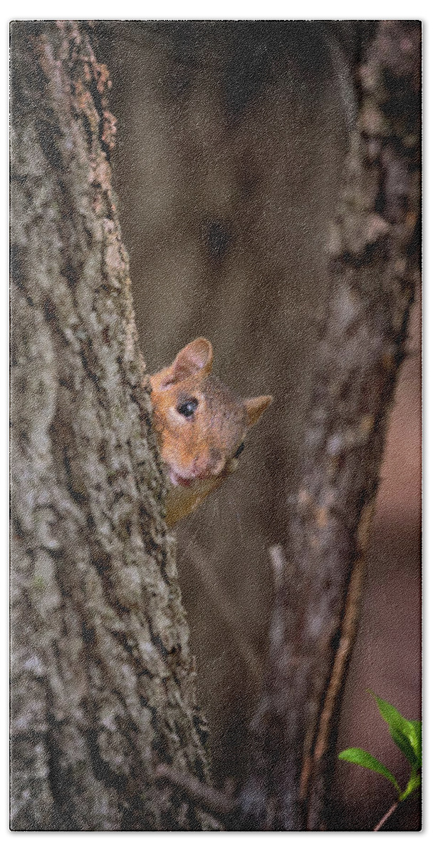 Squirrel Beach Sheet featuring the photograph I See You by Susan Rissi Tregoning