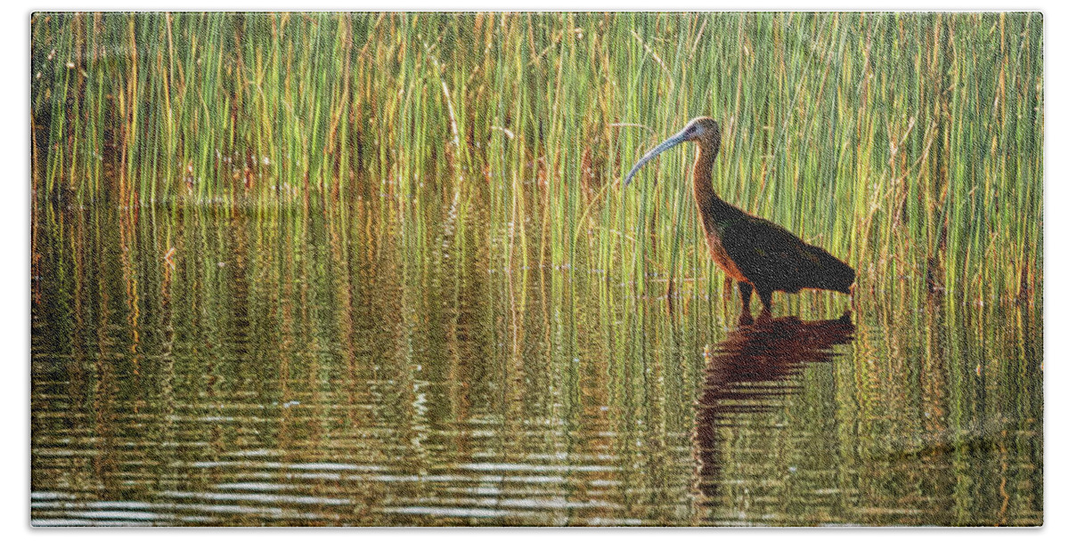 White Faced Ibis Beach Towel featuring the photograph Ibis Reflections by Susan Rissi Tregoning