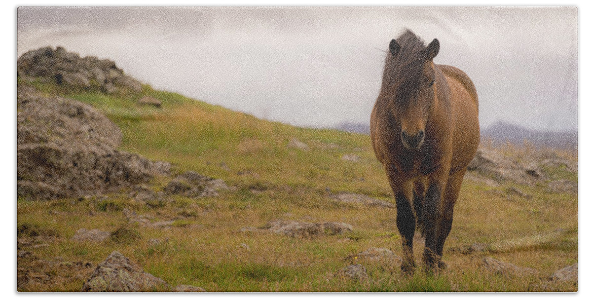 Horse Beach Sheet featuring the photograph Icelandic Horse by Chris McKenna