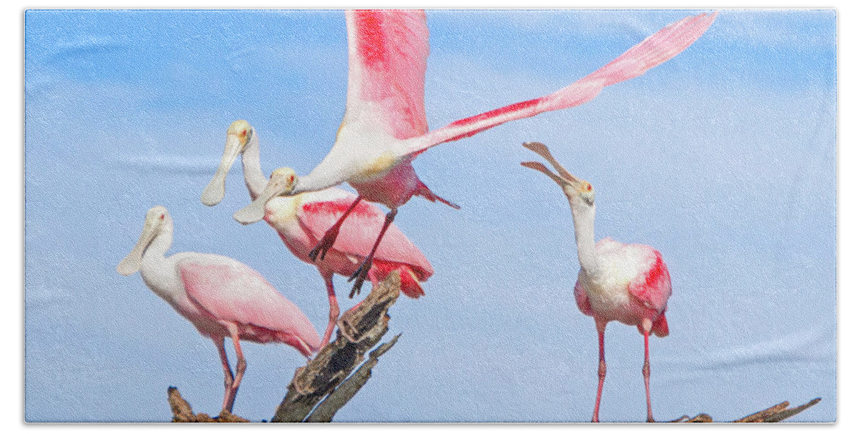 Roseate Spoonbill Beach Towel featuring the photograph If You Had Wings by Mark Andrew Thomas