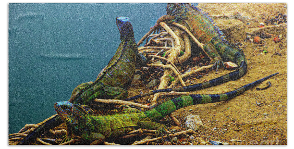 Land Beach Towel featuring the photograph Iguanas In Montanita, Ecuador by Al Bourassa