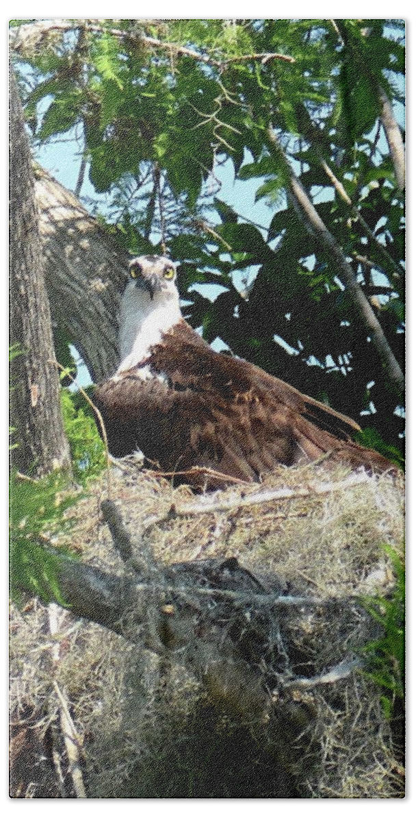 Osprey Beach Towel featuring the photograph I'll Be Watching You by Carol Bradley