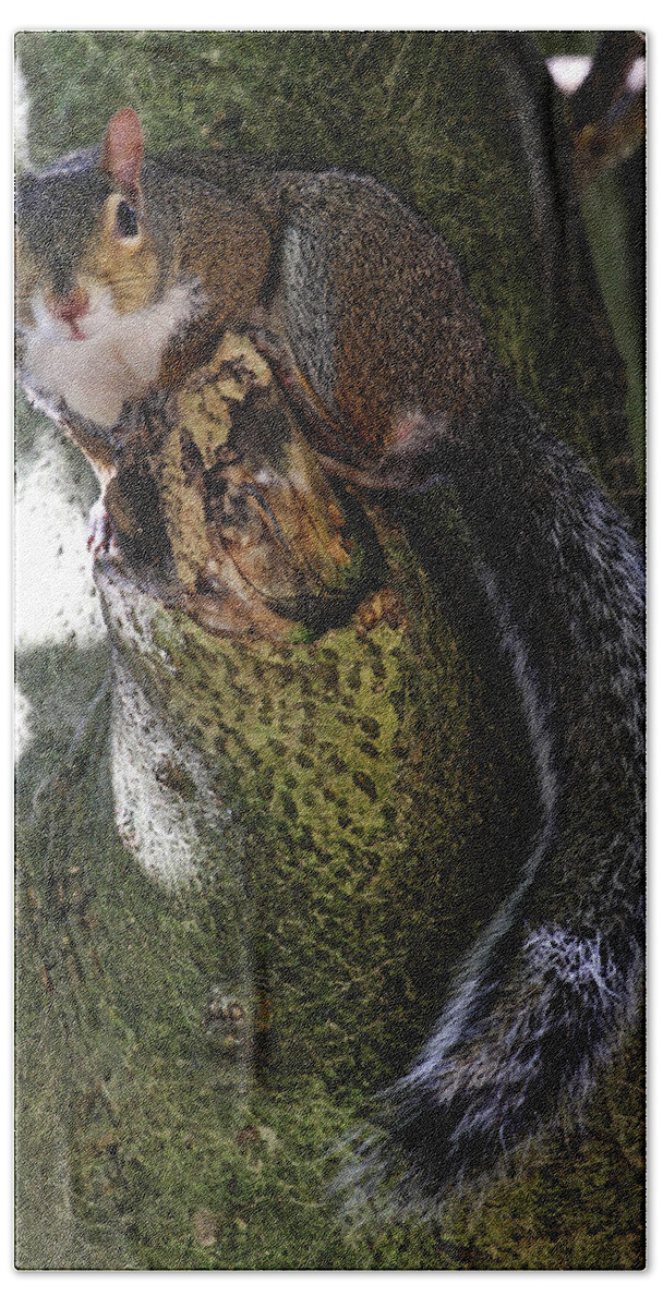 Grey Squirrel Beach Towel featuring the photograph I'm Invisible by Jennifer Robin