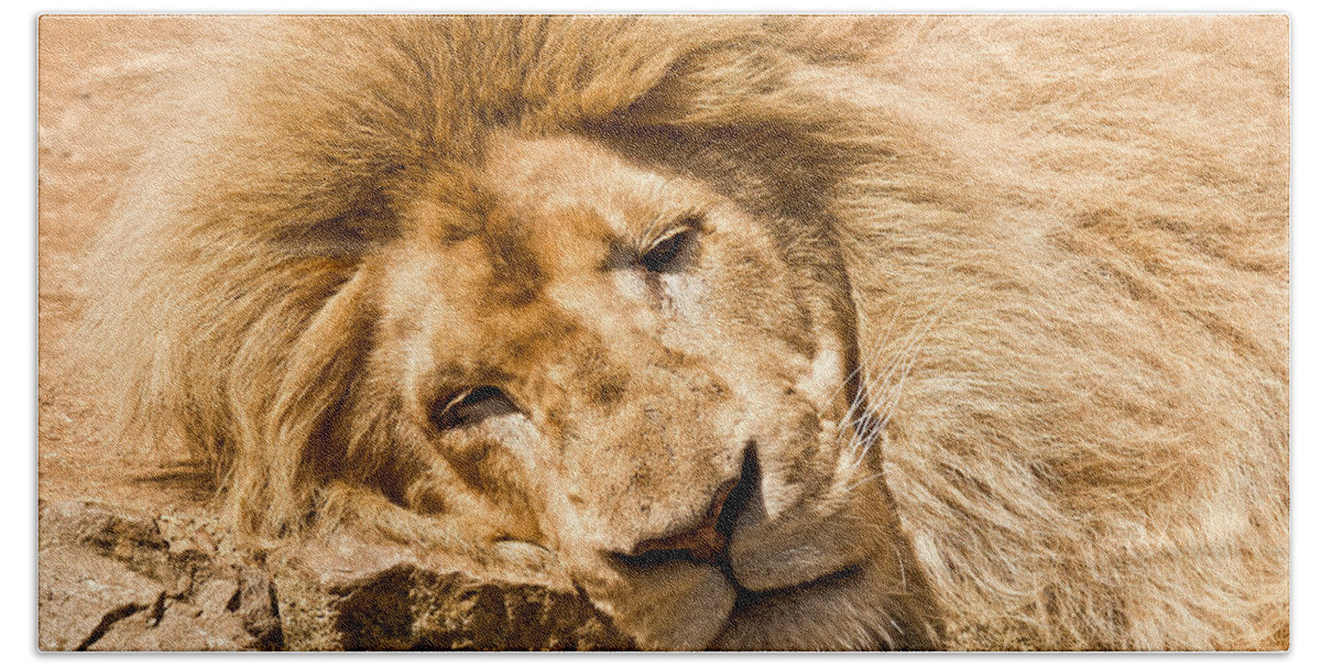 Lion Beach Towel featuring the photograph Im sleeping by Scott Carruthers